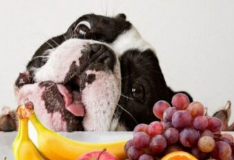 As Frutas Que Podem ou Não Ser Dadas aos Cachorros
