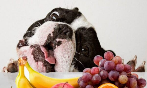 Descubra as Frutas Que Podem ou Não Ser Dadas aos Cachorros